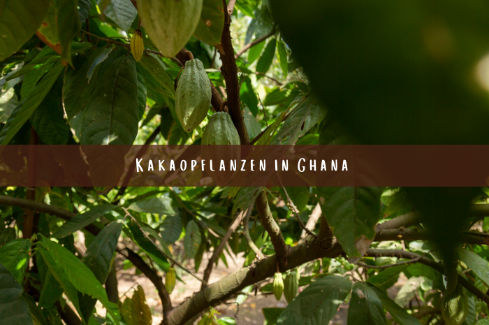 Kakaopflanzen in Ghana