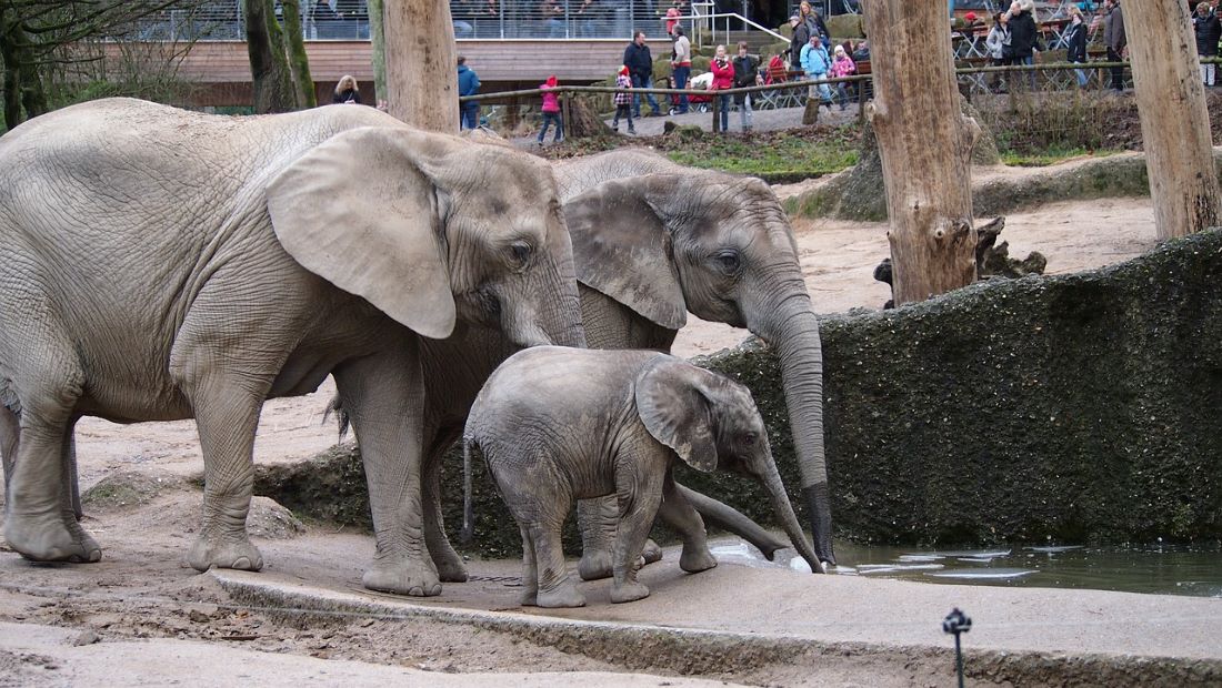 Elefanten im Grünen Zoo Wuppertal_Bild_Andreas H._Pixabay
