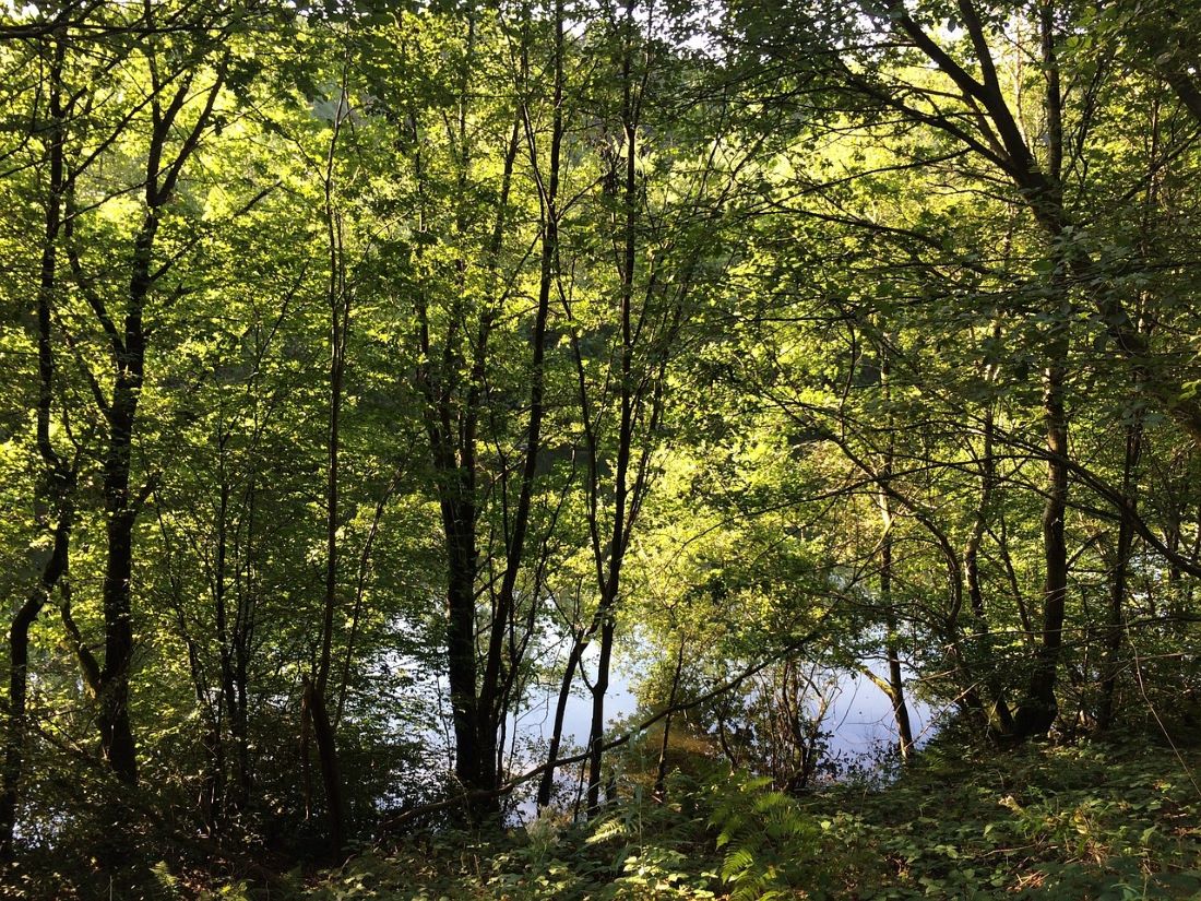 Bäume pflanzen im Bergischen Land.