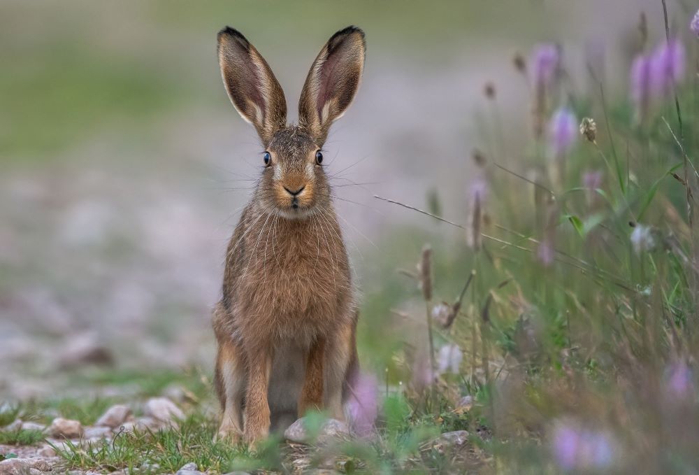 Der Feldhase als Symbol für Ostern und in seinem Job als Eierbringer.