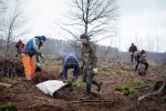 Waldarbeiter setzen Bäume